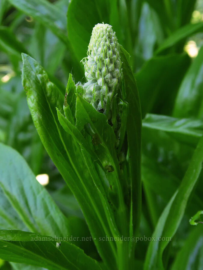 rainiera, budding (Rainiera stricta (Luina stricta)) [Cone Peak Trail, Willamette National Forest, Linn County, Oregon]