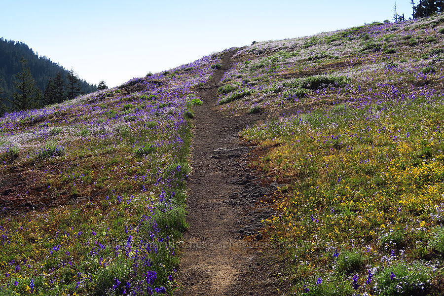 trail through wildflowers (Delphinium menziesii, Collinsia grandiflora, Erythranthe sp. (Mimulus sp.)) [Cone Peak Trail, Willamette National Forest, Linn County, Oregon]