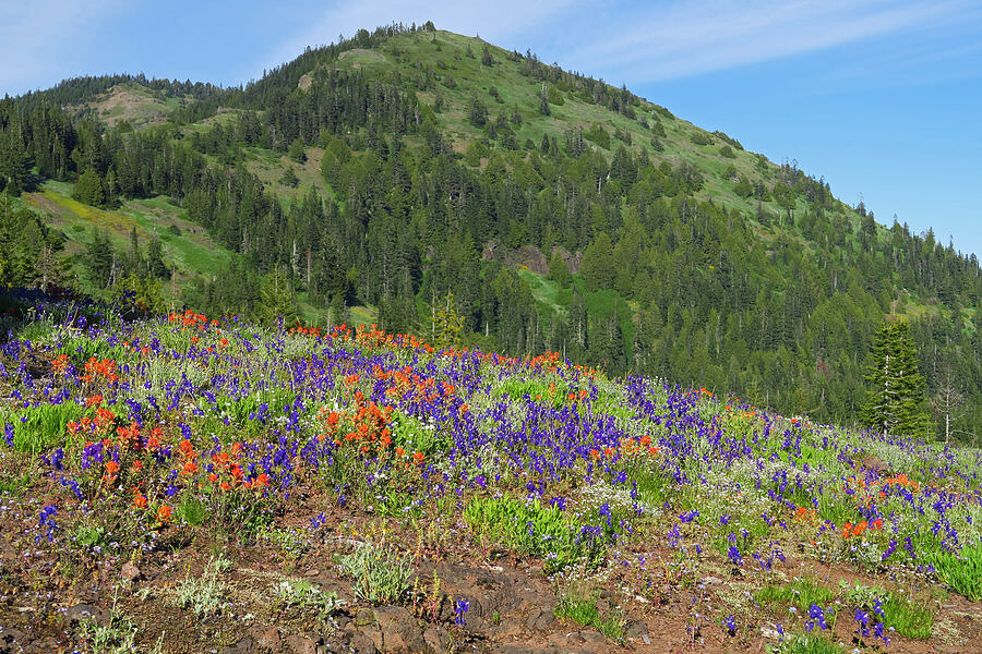 wildflowers & Cone Peak (Delphinium menziesii, Castilleja hispida, Cerastium arvense, Collinsia grandiflora, Sedum stenopetalum, Gilia capitata, Eremogone capillaris (Arenaria capillaris)) [Cone Peak Trail, Willamette National Forest, Linn County, Oregon]