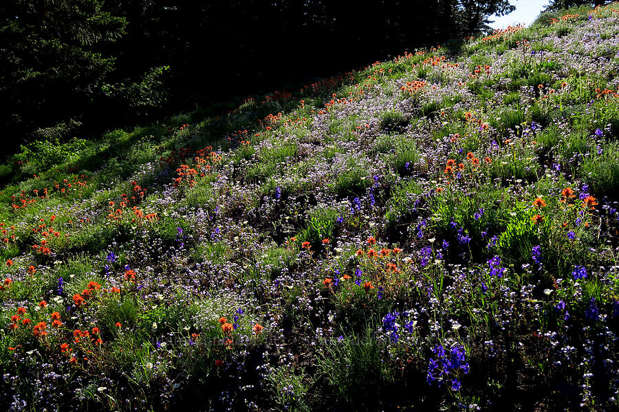 wildflowers (Delphinium menziesii, Castilleja hispida, Collinsia grandiflora, Calochortus subalpinus) [Cone Peak Trail, Willamette National Forest, Linn County, Oregon]