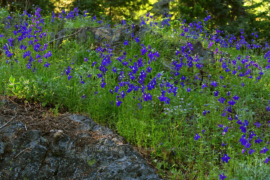 Menzies' larkspur (Delphinium menziesii) [Cone Peak Trail, Willamette National Forest, Linn County, Oregon]