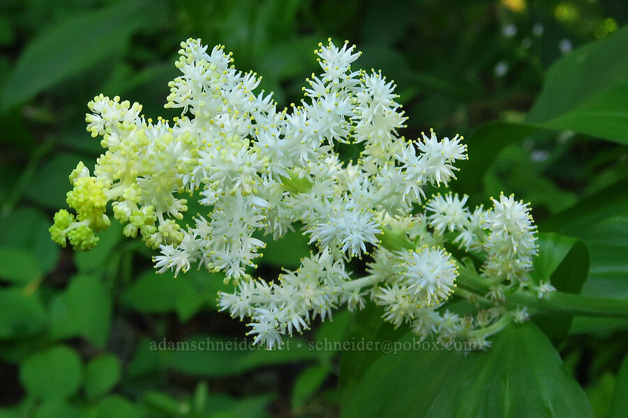 feathery false Solomon's-seal (Maianthemum racemosum ssp. amplexicaule (Smilacina racemosa)) [Cone Peak Trail, Willamette National Forest, Linn County, Oregon]