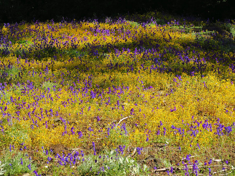 Menzies' larkspur & yellow monkeyflower (Delphinium menziesii, Erythranthe sp. (Mimulus sp.)) [Cone Peak Trail, Willamette National Forest, Linn County, Oregon]