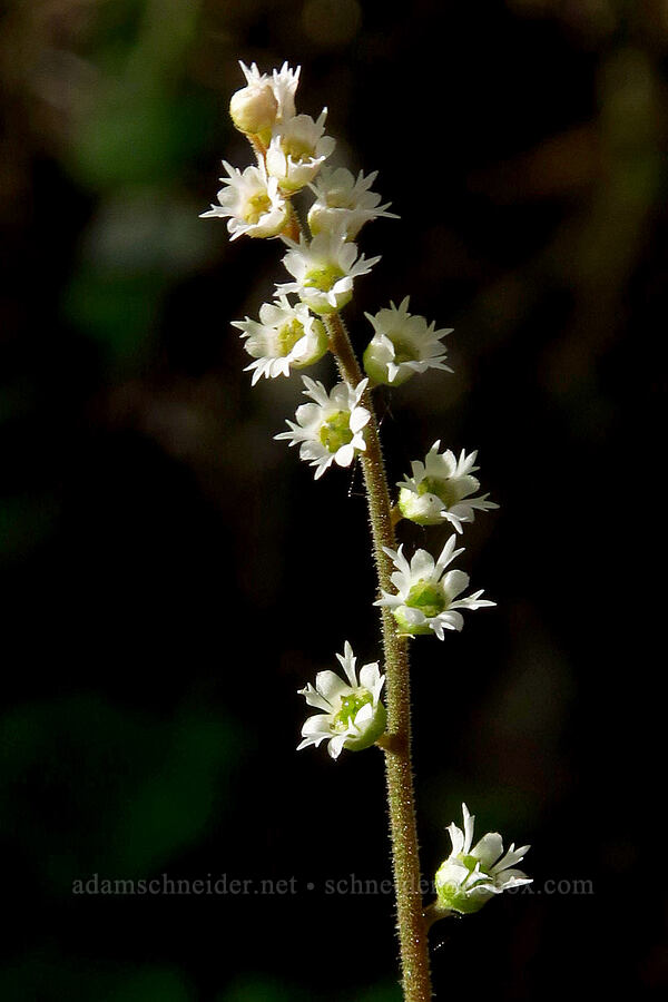 three-parted mitrewort (Ozomelis trifida (Mitella trifida)) [Cone Peak Trail, Willamette National Forest, Linn County, Oregon]