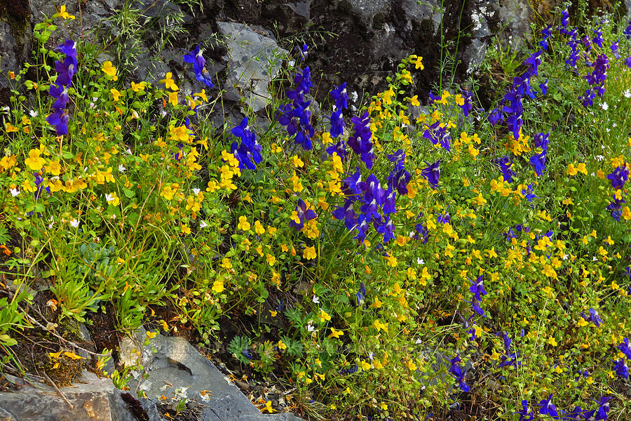 Menzies' larkspur, yellow monkeyflower, & little-leaf montia (Delphinium menziesii, Erythranthe sp. (Mimulus sp.), Montia parvifolia (Claytonia parvifolia)) [Cone Peak Trail, Willamette National Forest, Linn County, Oregon]