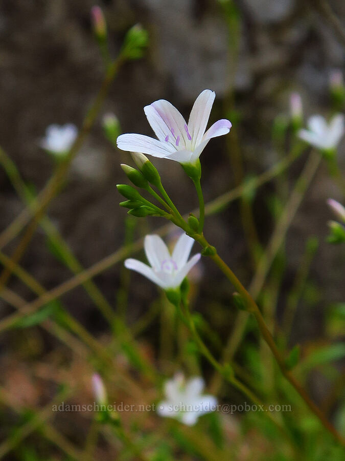 little-leaf montia (Montia parvifolia (Claytonia parvifolia)) [Cone Peak Trail, Willamette National Forest, Linn County, Oregon]