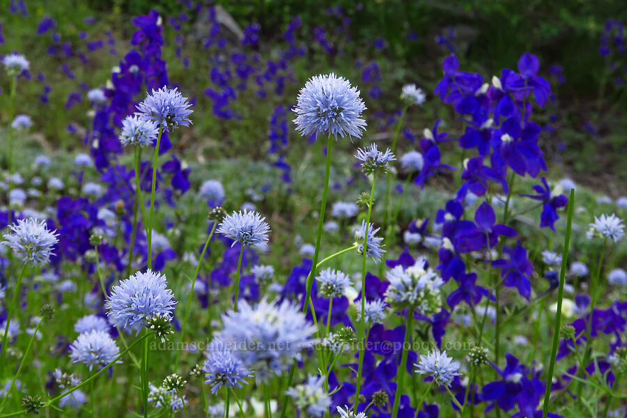 blue-head gilia & Menzies' larkspur (Gilia capitata) [Cone Peak Trail, Willamette National Forest, Linn County, Oregon]