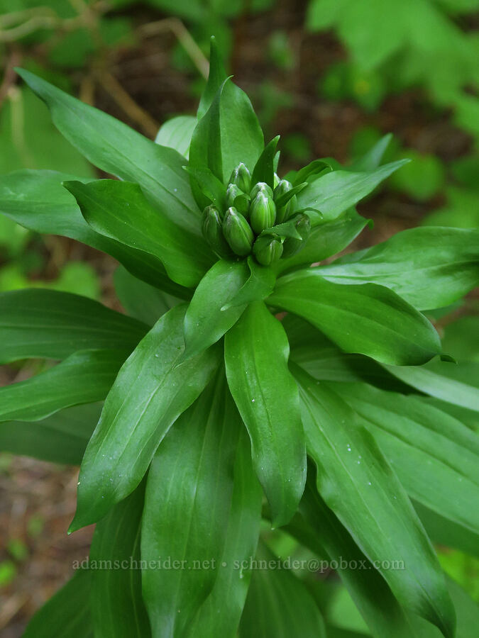 Washington lily, budding (Lilium washingtonianum) [Tombstone Prairie, Willamette National Forest, Linn County, Oregon]