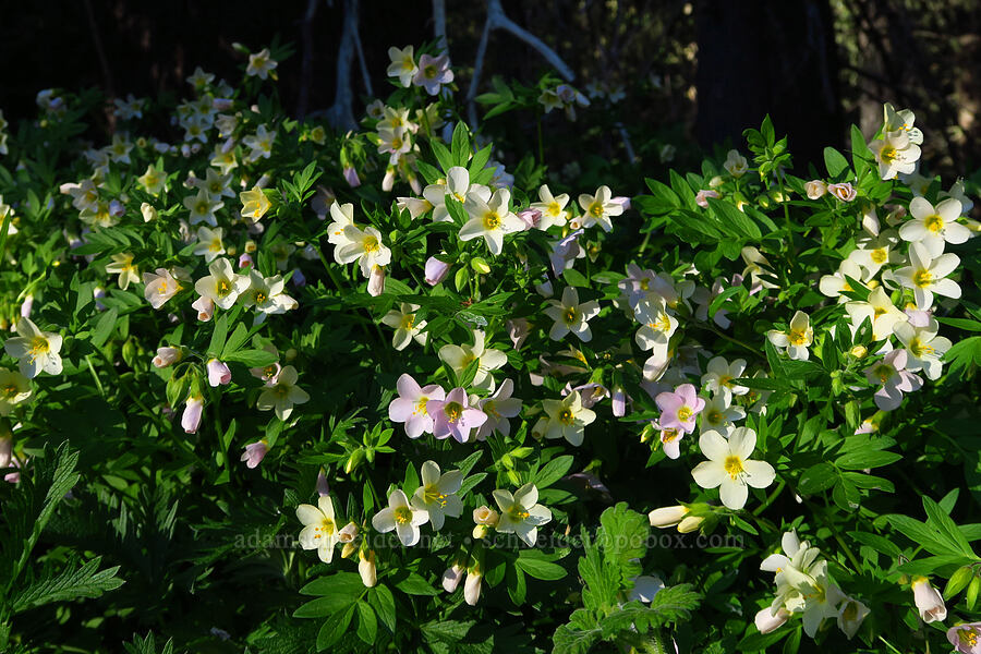 Oregon Jacob's-ladder (Polemonium carneum) [Tombstone Prairie, Willamette National Forest, Linn County, Oregon]