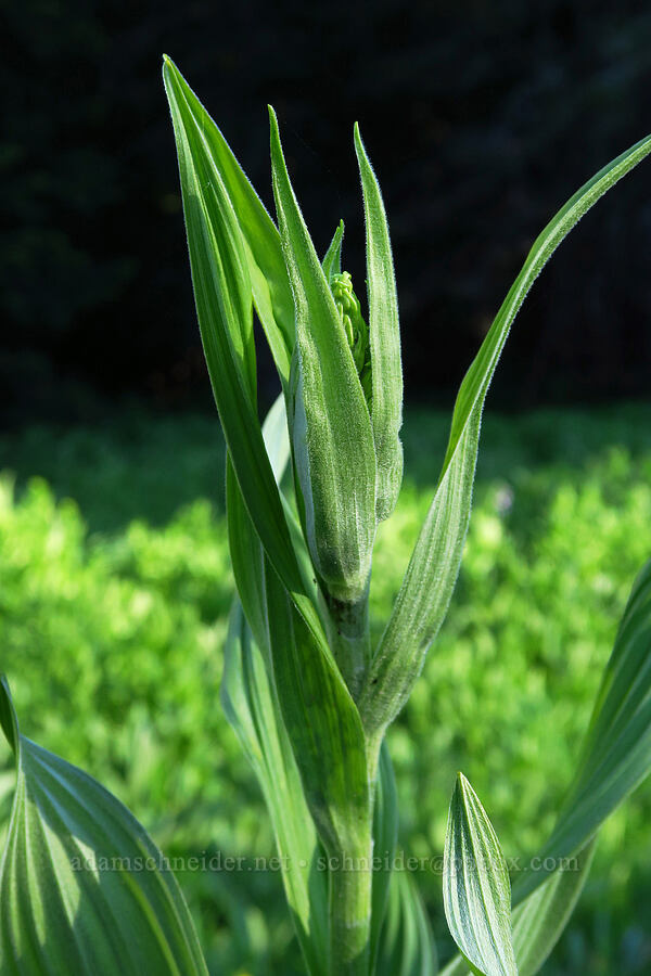 Calfiornia corn lily, budding (Veratrum californicum var. caudatum) [Tombstone Prairie, Willamette National Forest, Linn County, Oregon]