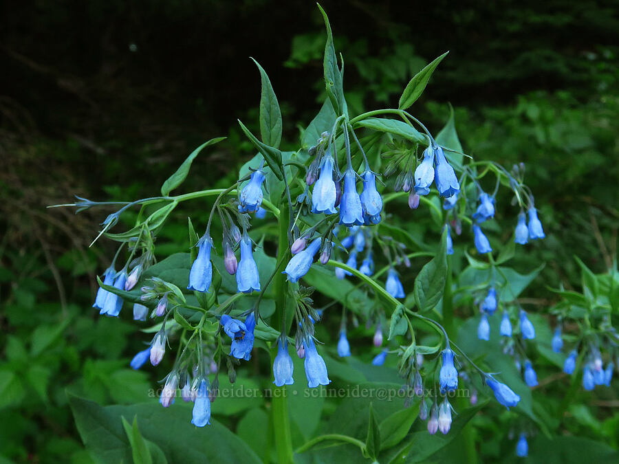 tall bluebells (Mertensia paniculata) [Tombstone Prairie, Willamette National Forest, Linn County, Oregon]