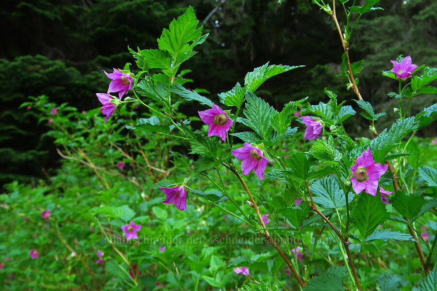 salmonberry flowers (Rubus spectabilis) [Tombstone Prairie, Willamette National Forest, Linn County, Oregon]