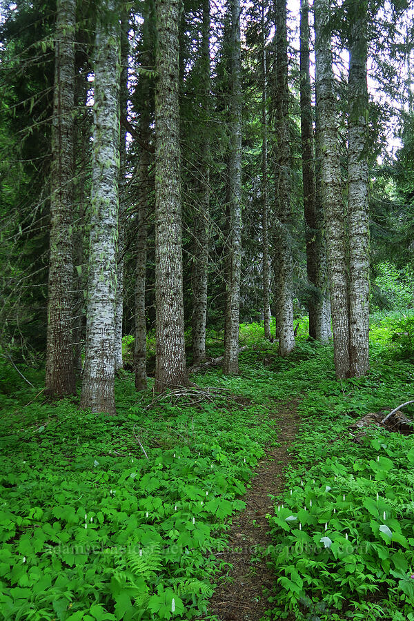 Douglas-firs & vanilla-leaf (Pseudotsuga menziesii, Achlys sp.) [Tombstone Prairie, Willamette National Forest, Linn County, Oregon]