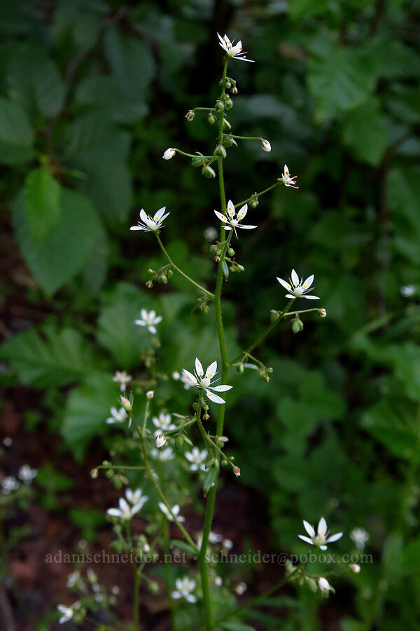 rusty saxifrage (Micranthes ferruginea (Saxifraga ferruginea)) [Tombstone Pass, Willamette National Forest, Linn County, Oregon]