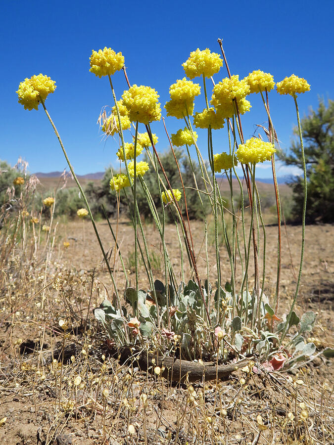 yellow cushion buckwheat (Eriogonum ovalifolium var. ovalifolium) [Domingo Pass Road, Harney County, Oregon]