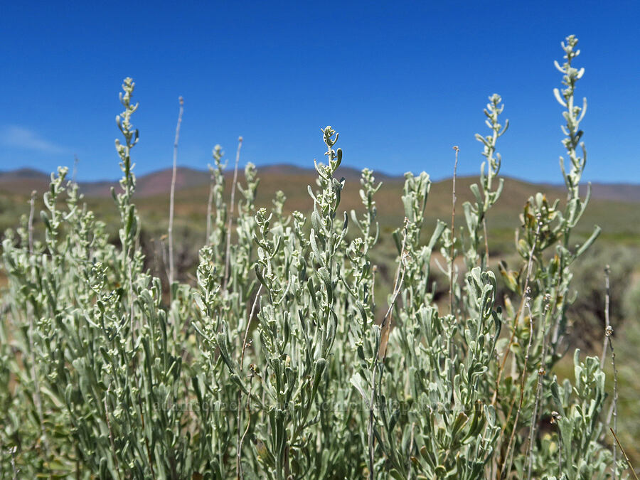 sagebrush, budding (Artemisia tridentata) [Domingo Pass Road, Harney County, Oregon]