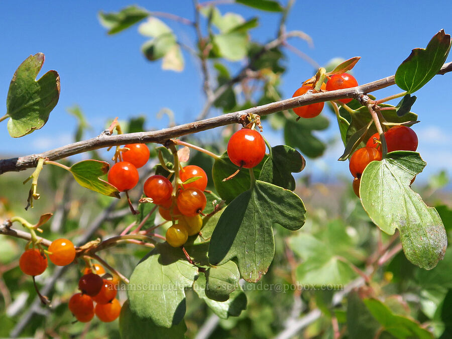 golden currant berries (Ribes aureum) [Domingo Pass Road, Harney County, Oregon]