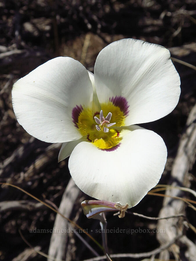 Bruneau mariposa lily (Calochortus bruneaunis) [Domingo Pass Road, Harney County, Oregon]