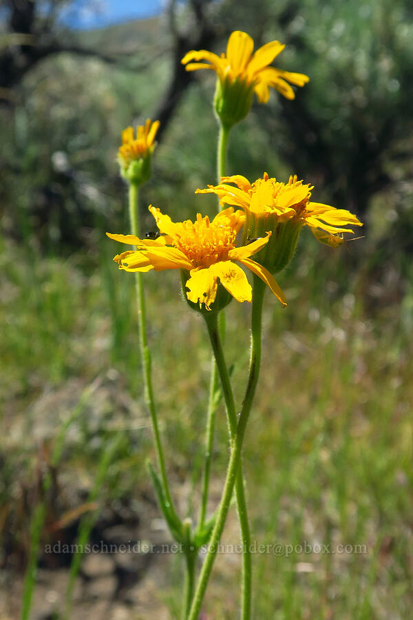 arnica (Arnica sp.) [Domingo Pass Road, Harney County, Oregon]