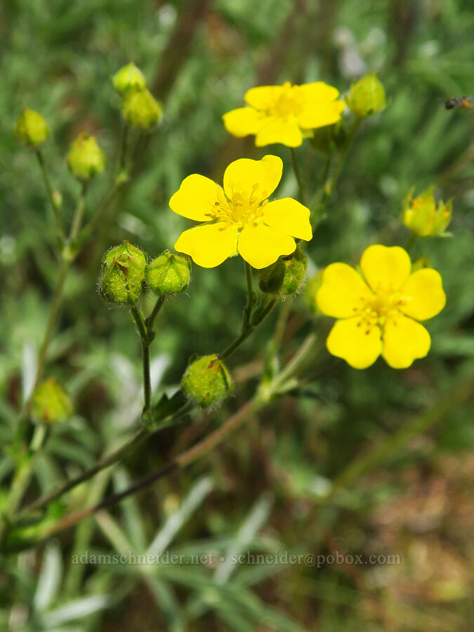 cinquefoil (Potentilla gracilis) [Domingo Pass Road, Harney County, Oregon]