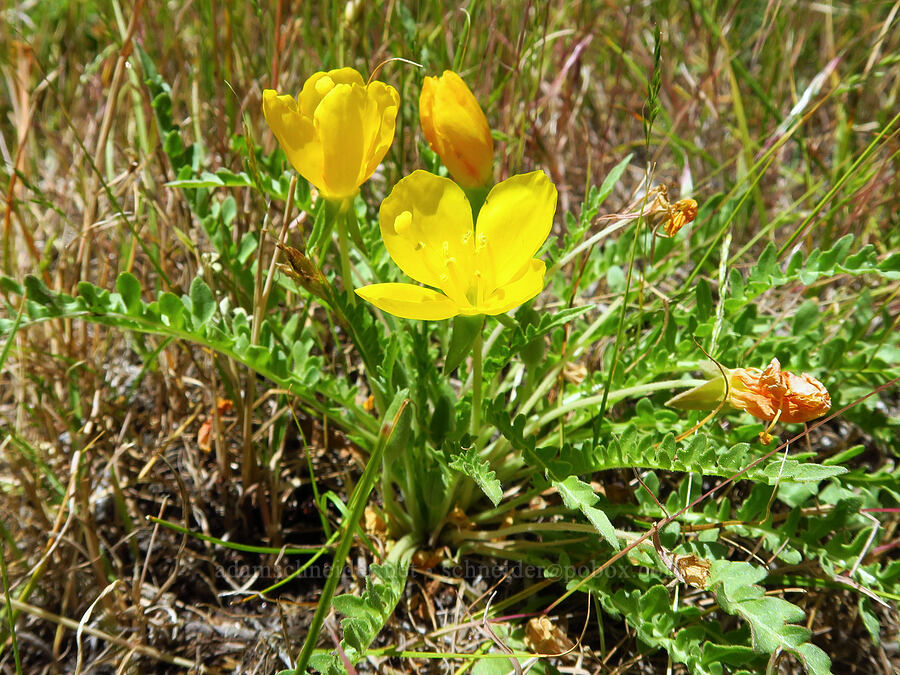 tansy-leaf evening-primrose (Taraxia tanacetifolia (Camissonia tanacetifolia)) [Domingo Pass Road, Harney County, Oregon]