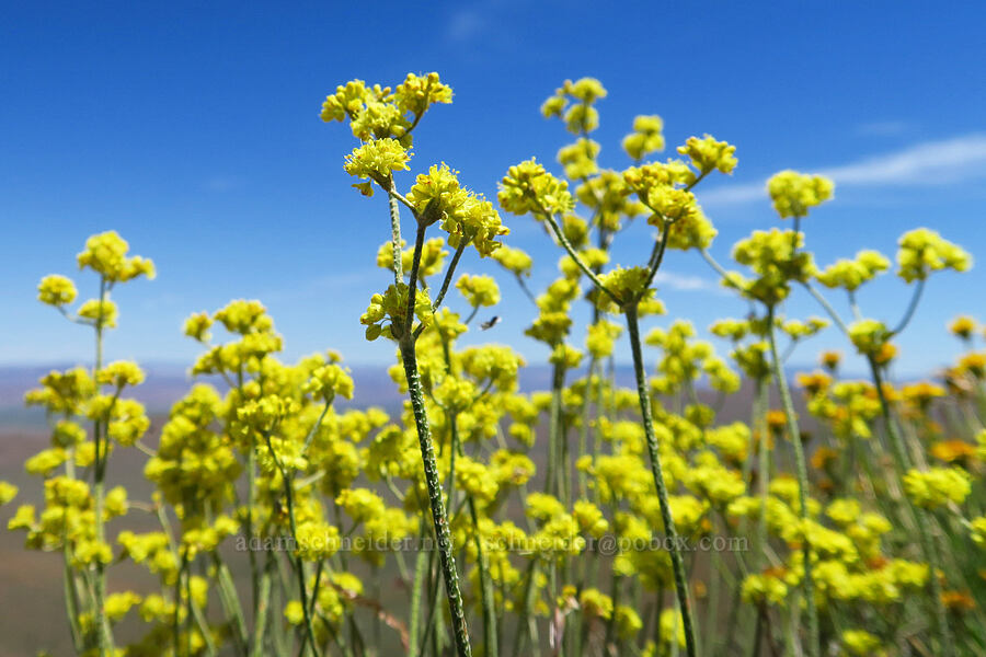 Blue Mountain buckwheat (Eriogonum strictum var. anserinum) [Domingo Pass Road, Harney County, Oregon]