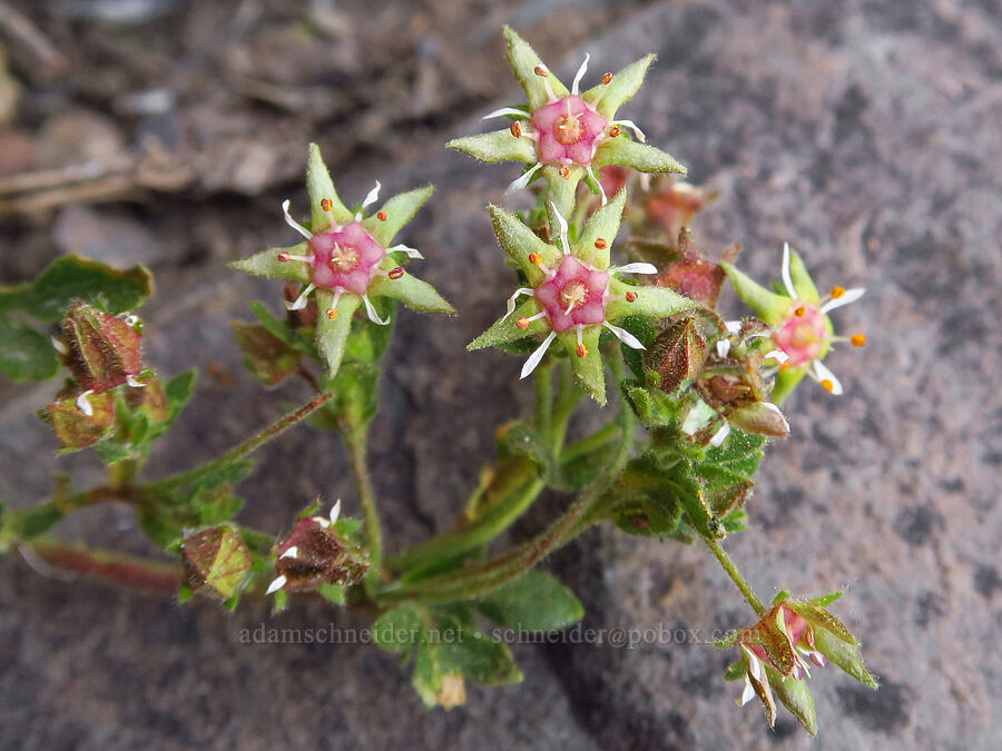 Owyhee ivesia (Ivesia baileyi var. beneolens (Potentilla baileyi var. beneolens)) [Domingo Pass Road, Harney County, Oregon]