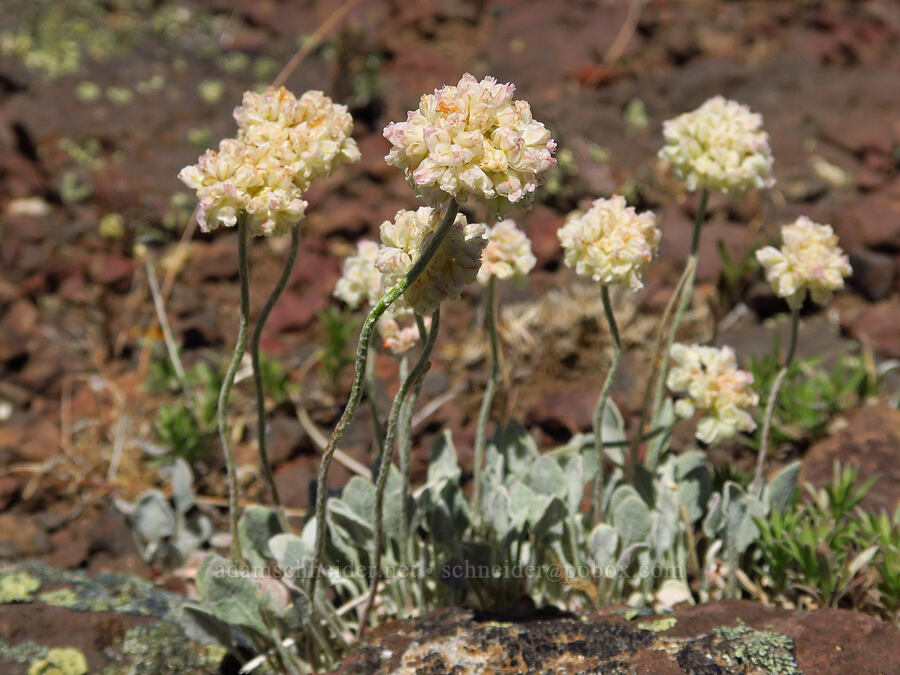 purple cushion buckwheat (Eriogonum ovalifolium var. purpureum) [Domingo Pass, Pueblo Mountains, Harney County, Oregon]