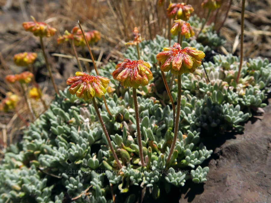 matted buckwheat (Eriogonum caespitosum (Eriogonum cespitosum)) [Domingo Pass, Pueblo Mountains, Harney County, Oregon]