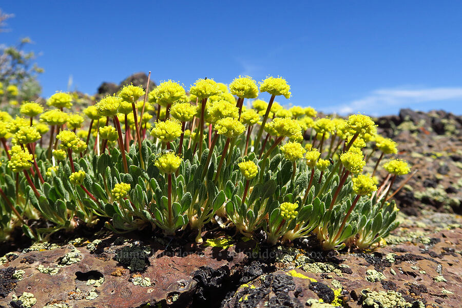 Pueblo Mountains buckwheat (Eriogonum crosbyae var. mystrium (Eriogonum prociduum var. mystrium)) [Domingo Pass, Pueblo Mountains, Harney County, Oregon]