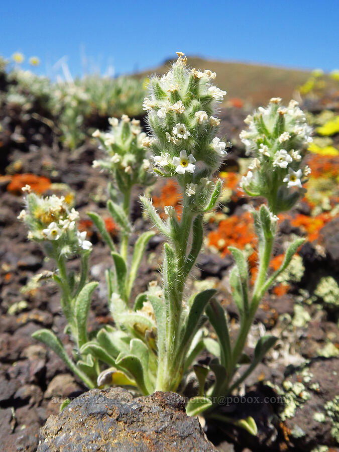 cryptantha/cat's-eye (Oreocarya sp. (Cryptantha sp.)) [south of Domingo Pass, Pueblo Mountains, Harney County, Oregon]