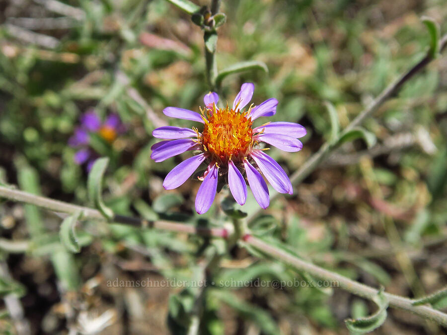 hoary tansy-aster (Dieteria canescens (Machaeranthera canescens)) [south of Domingo Pass, Pueblo Mountains, Harney County, Oregon]