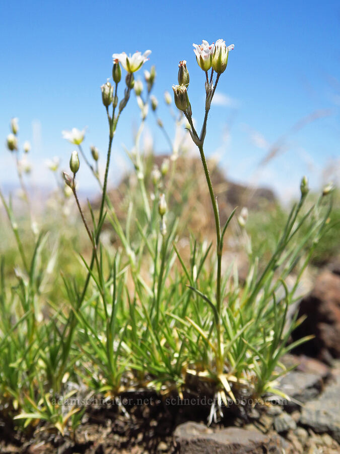 King's sandwort (Eremogone kingii var. glabrescens (Arenaria kingii var. glabrescens)) [south of Domingo Pass, Pueblo Mountains, Harney County, Oregon]