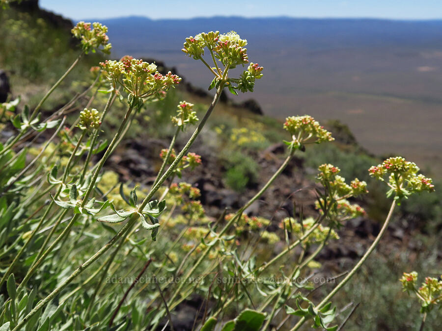 parsnip-flower buckwheat (Eriogonum heracleoides) [south of Domingo Pass, Pueblo Mountains, Harney County, Oregon]