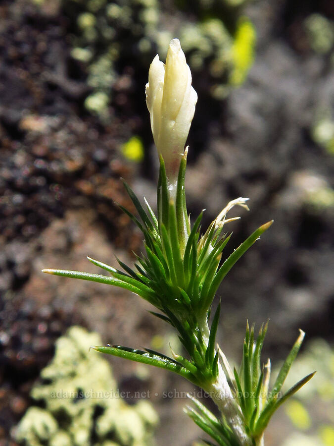 granite prickly-phlox (Linanthus pungens (Leptodactylon pungens)) [south of Domingo Pass, Pueblo Mountains, Harney County, Oregon]