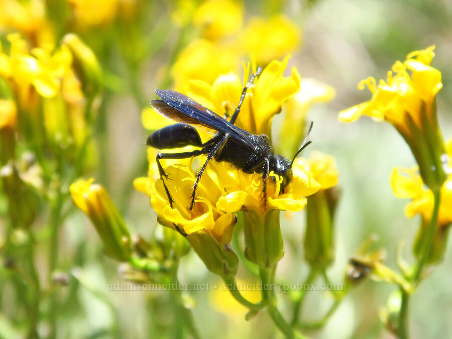 cutworm wasp on taper-tip hawksbeard (Podalonia sp., Crepis acuminata) [south of Domingo Pass, Pueblo Mountains, Harney County, Oregon]