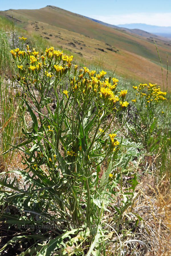 taper-tip hawksbeard (Crepis acuminata) [south of Domingo Pass, Pueblo Mountains, Harney County, Oregon]