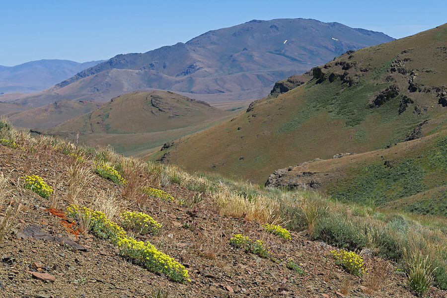 Pueblo Mountains buckwheat (and Pueblo Mountain) (Eriogonum crosbyae var. mystrium (Eriogonum prociduum var. mystrium)) [south of Domingo Pass, Pueblo Mountains, Harney County, Oregon]