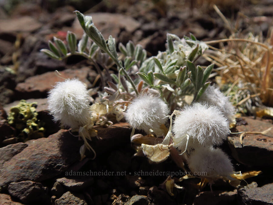 woolly-pod milk-vetch pods (Astragalus purshii) [south of Domingo Pass, Pueblo Mountains, Harney County, Oregon]