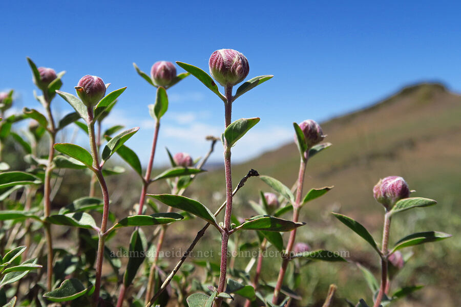 coyote mint, budding (Monardella odoratissima) [south of Domingo Pass, Pueblo Mountains, Harney County, Oregon]