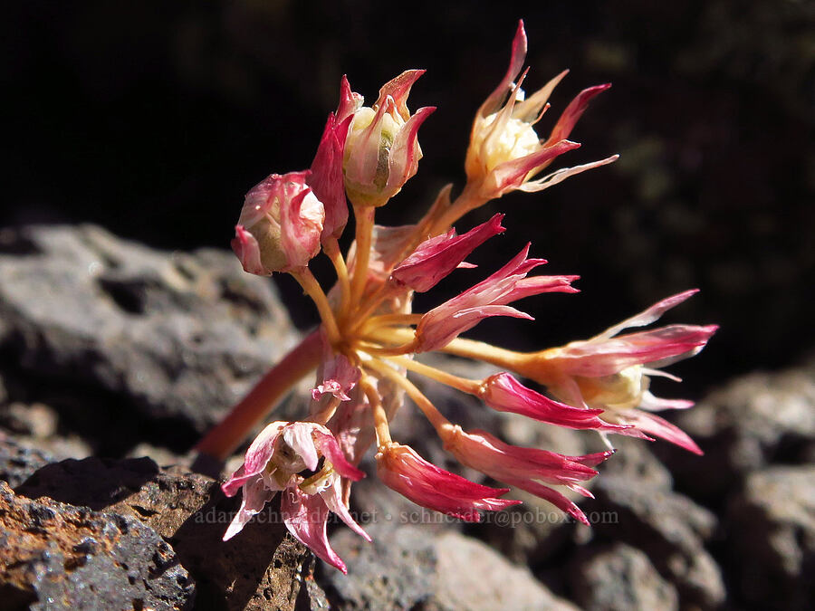 onion, gone to seed (Allium sp.) [south of Domingo Pass, Pueblo Mountains, Harney County, Oregon]