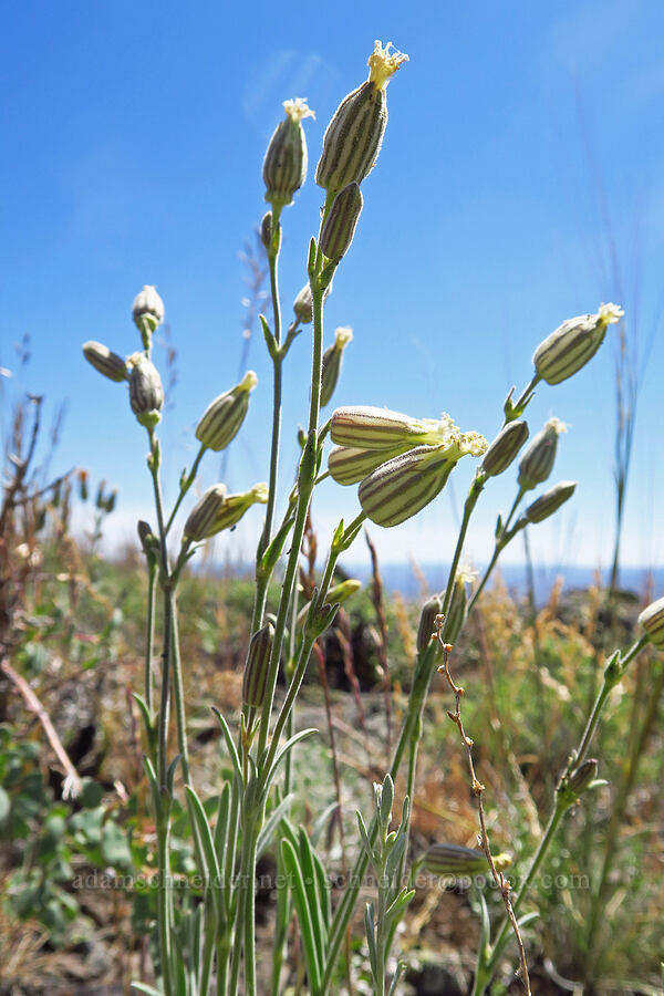 catchfly (Silene sp.) [south of Domingo Pass, Pueblo Mountains, Harney County, Oregon]