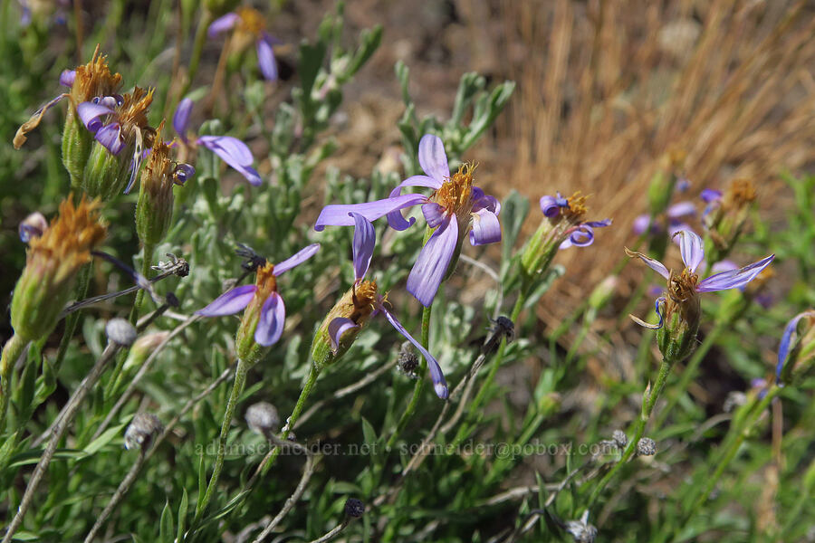 lava asters (Ionactis alpina (Aster scopulorum)) [south of Domingo Pass, Pueblo Mountains, Harney County, Oregon]