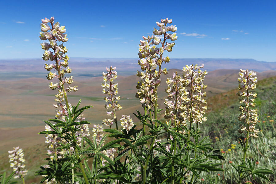 spurred lupine (Lupinus arbustus) [south of Domingo Pass, Pueblo Mountains, Harney County, Oregon]