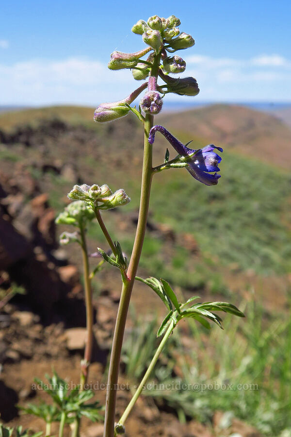 desert larkspur (Delphinium andersonii (Delphinium scaposum var. andersonii)) [south of Domingo Pass, Pueblo Mountains, Harney County, Oregon]