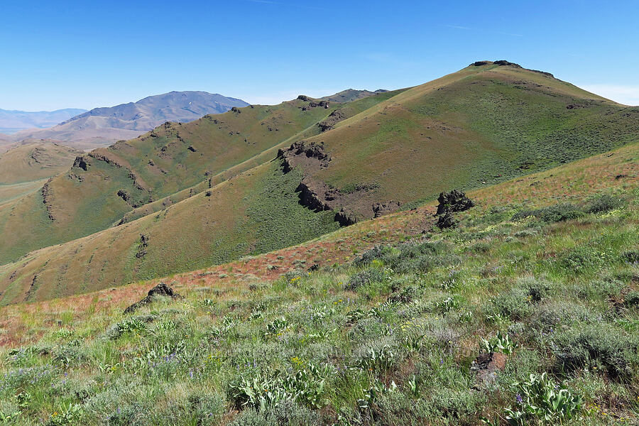 crest of the Pueblo Mountains [south of Domingo Pass, Pueblo Mountains, Harney County, Oregon]