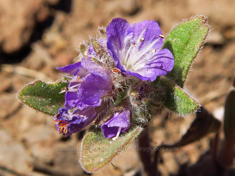 low phacelia (Phacelia humilis) [south of Domingo Pass, Pueblo Mountains, Harney County, Oregon]