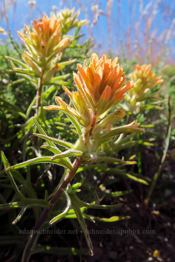 desert paintbrush (?) (Castilleja chromosa) [south of Domingo Pass, Pueblo Mountains, Harney County, Oregon]