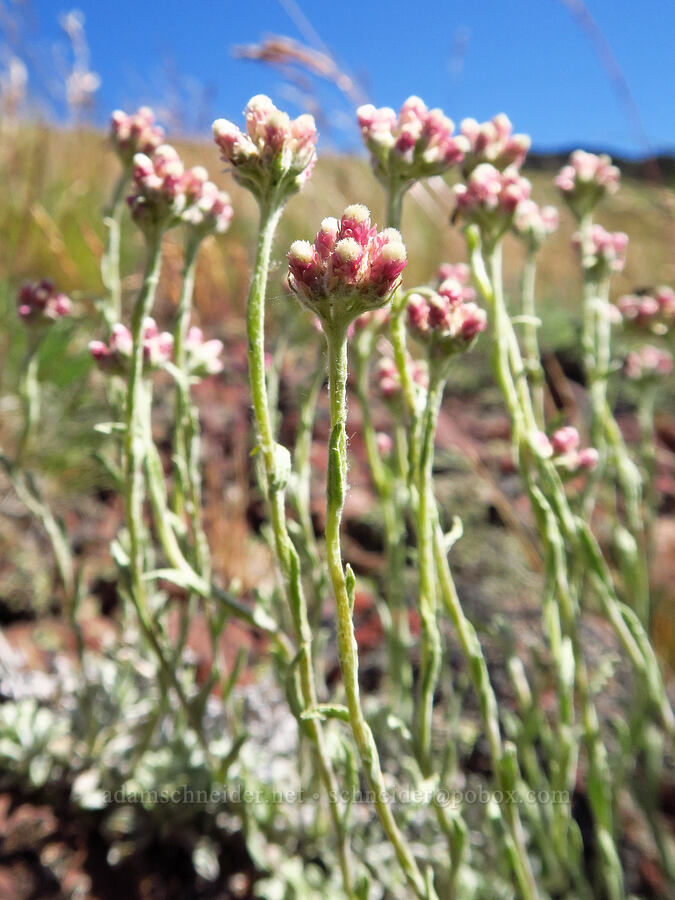 rosy pussy-toes (Antennaria rosea (Antennaria microphylla)) [south of Domingo Pass, Pueblo Mountains, Harney County, Oregon]