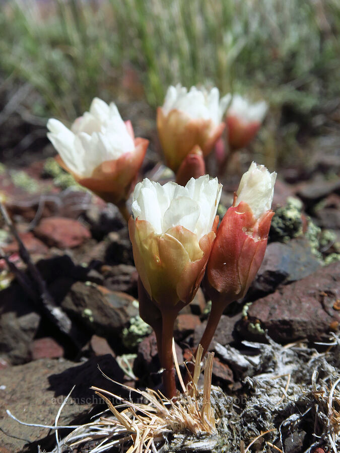 bitterroot (Lewisia rediviva) [south of Domingo Pass, Pueblo Mountains, Harney County, Oregon]